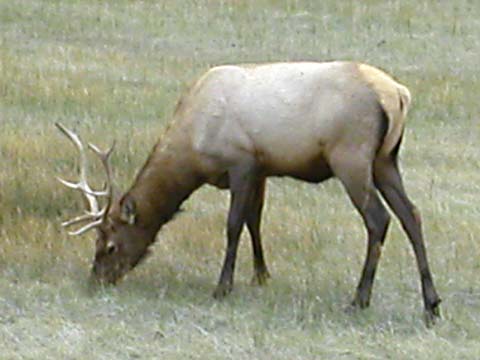 Elk grazing